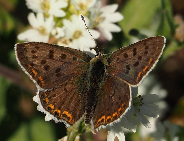Brauner Feuerfalter, Lycaena tityrus